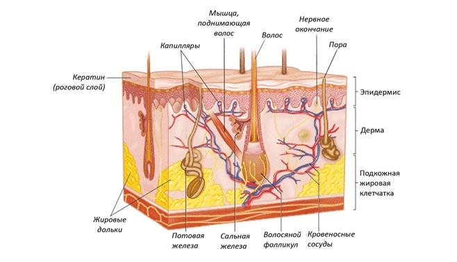 рисунок строение кожи