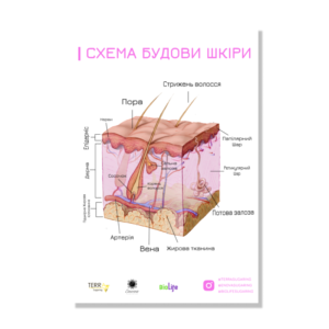 Обучающий плакат для бьюти-мастера